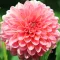 How to grow dahlia