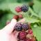 Harvesting Blackberries