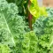 How to grow kale