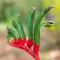 how to grow Kangaroo Paw