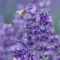 How to grow & care for lavender