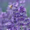 How to grow & care for lavender