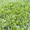 How To Grow & Care For Kikuyu Lawn