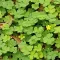 Oxalis Weed