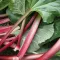 How to grow & care for rhubarb