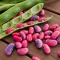 how to grow runner bean