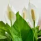 Peace Lily