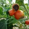 Tomate mit Blütenendfäule