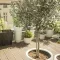 Olivenbaum auf Terrasse