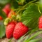 How to grow strawberries | Love the Garden