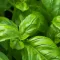 how to grow basil