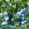 How to grow blueberries