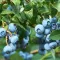 How to grow blueberries