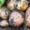 aardappelen planten
