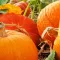 How to grow pumpkins