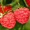 How to grow raspberries