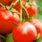 cultiver les tomates 