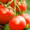 tomaten planten