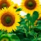 comment planter des tournesols