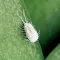 Mealybug control