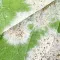 powdery mildew