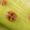 scale insects