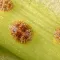 scale insects