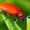 Scarlet lily beetle