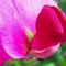 how to grow sweet peas