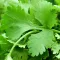 how to grow coriander