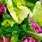 planter salade