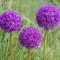 Caring for Alliums