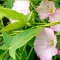 bindweed