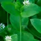 chickweed