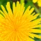 Dandelion control