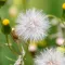 Groundsel