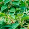 japanese knotweed