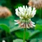 white clover