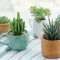 Image for Cactées et plantes grasses