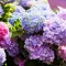 Image for Hortensias, rhododendrons, camélias, azalées