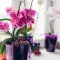 Image for Orchidée