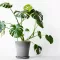 Image for Plantes vertes