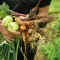 Image for Fruits et légumes