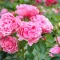Image for Rosiers