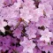 Image for Azaleas