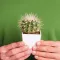 Image for Cactussen
