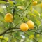 Image for Citrus