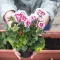 Image for Geraniums