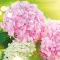Image for Hortensias