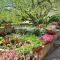 Image for Mediterrane planten